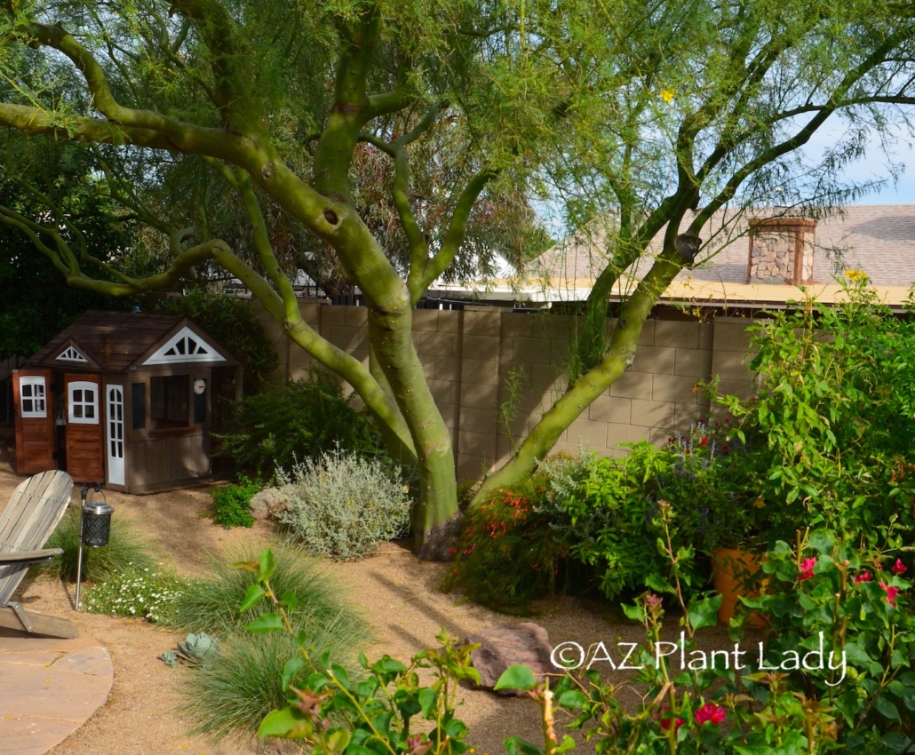 desert tree with shrubs planted underneath in a garden