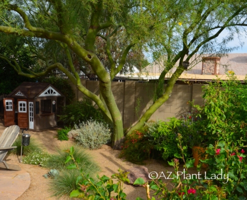 desert tree with shrubs planted underneath