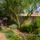 desert tree with shrubs planted underneath