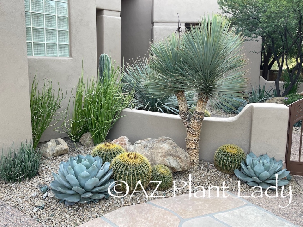 succulent plants near a front entry in Arizona garden