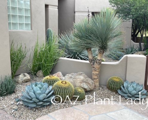 cacti_succulent_garden_desert