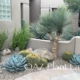 cacti_succulent_garden_desert