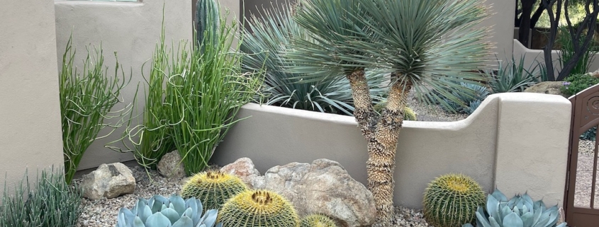 cacti_succulent_garden_desert