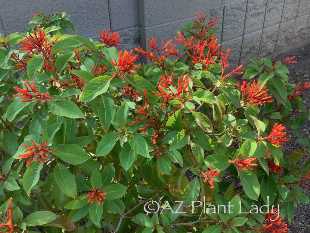 firecracker bush (Hamelia patens) flowering shrub