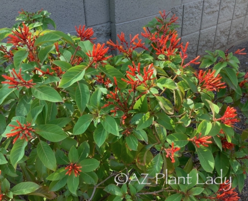 flowering shrub