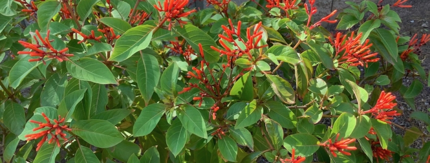 flowering shrub