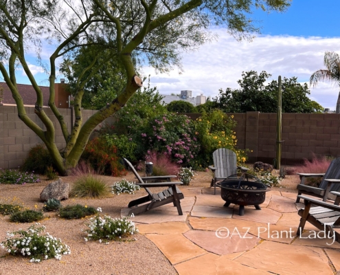 desert garden with flowering plants in fall