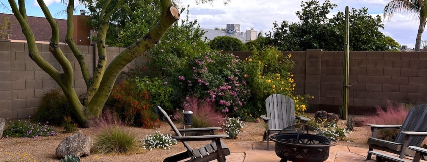 desert garden with flowering plants in fall