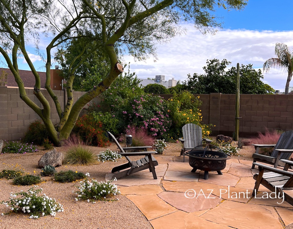 backyard desert garden with fall-blooming plants