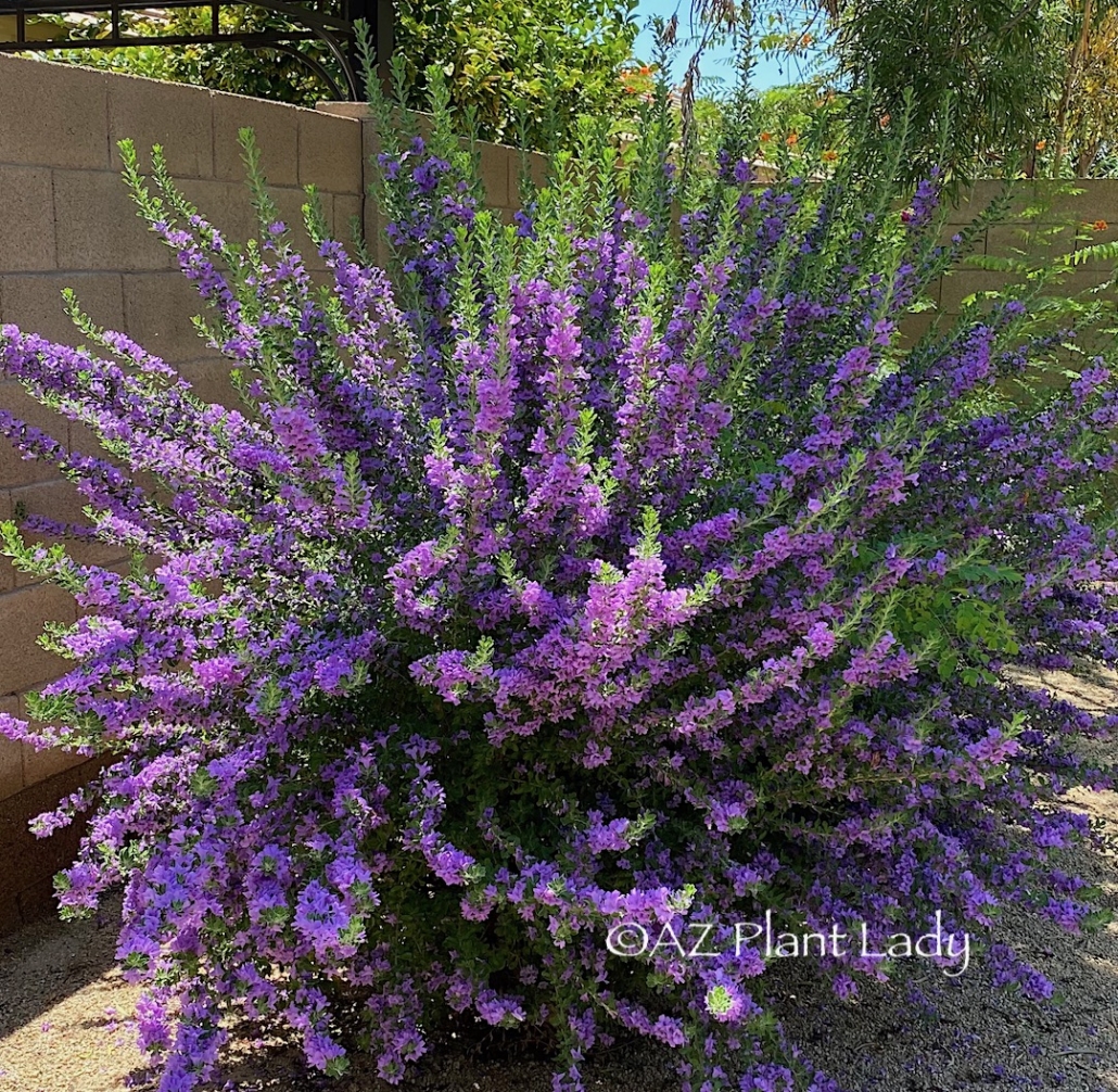 purple flowering shrub
