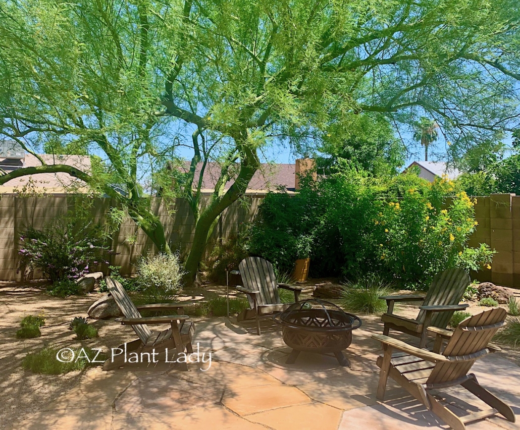 shady tree over seating area in backyard