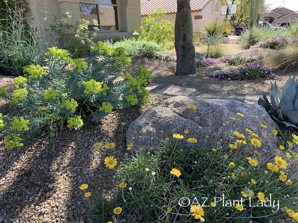 gopher plant and angelita daisy in desert garden