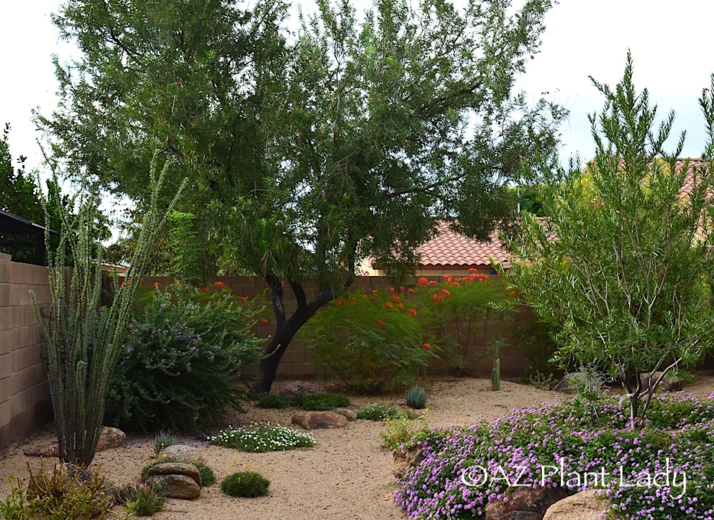 desert garden with flowering plants