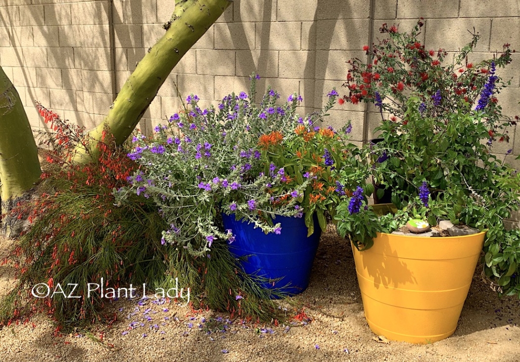 flowering shrubs growing in containers