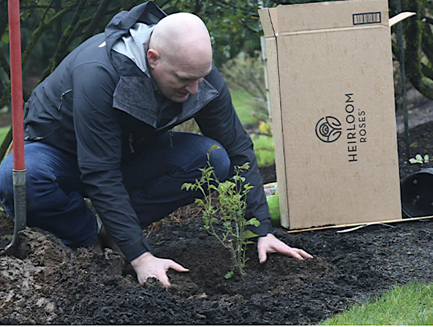 planting own root roses in soil