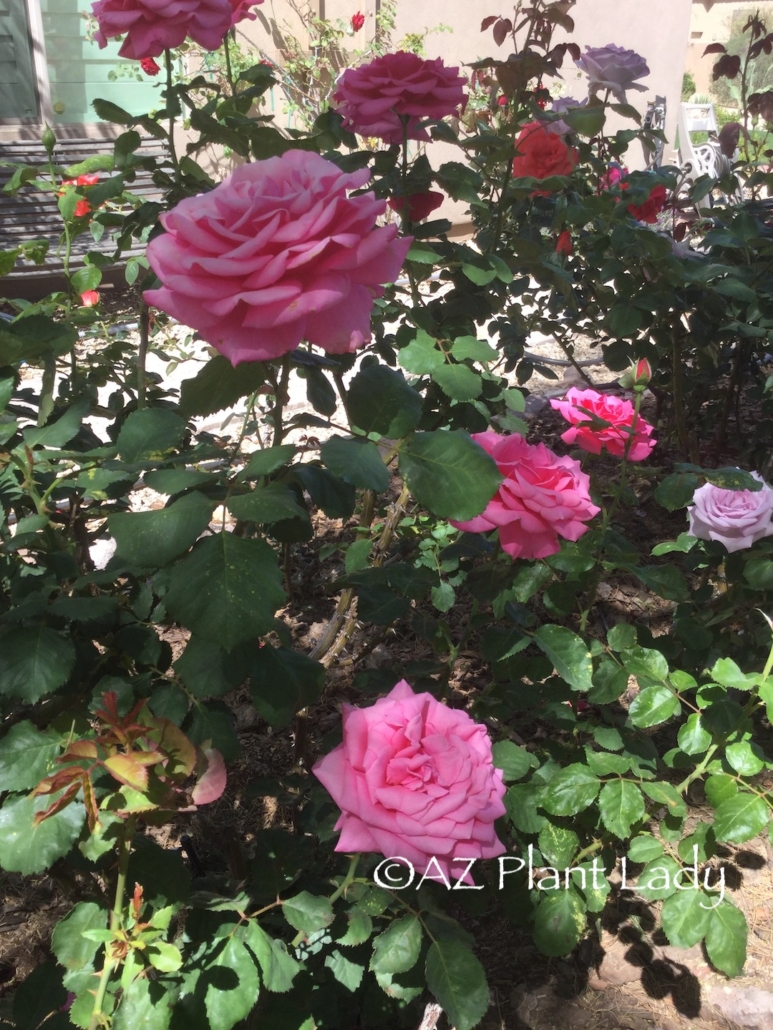 planting own root roses pink