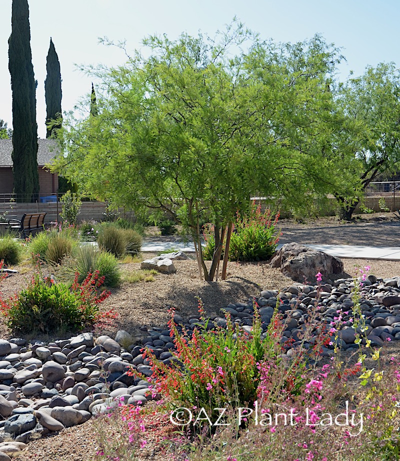 therapeutic garden Arizona landscape