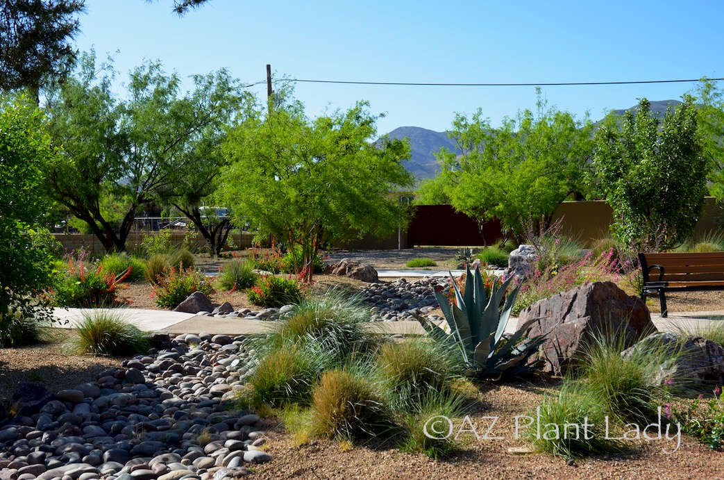 Blog - Desert Gardening 101