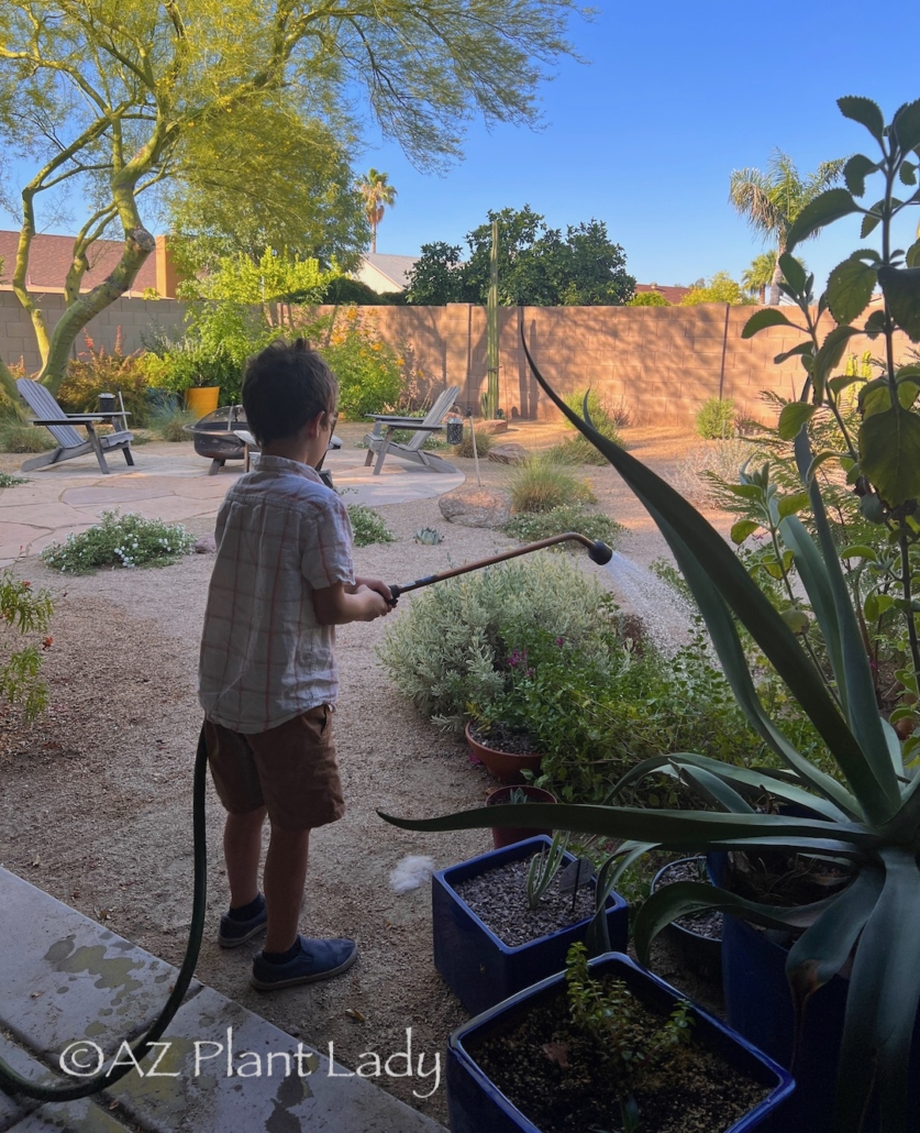 using a garden hose to lightly mist plants