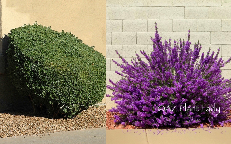 Side-by-side photo of sheared shrub next to one with natural shape and flowers