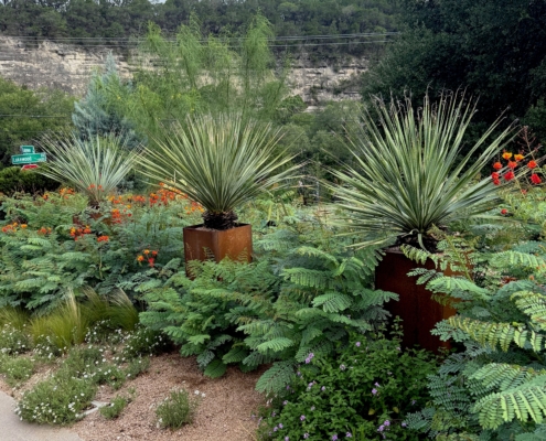Xeriscape front yard with shrubs and succulents