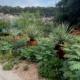 Xeriscape front yard with shrubs and succulents