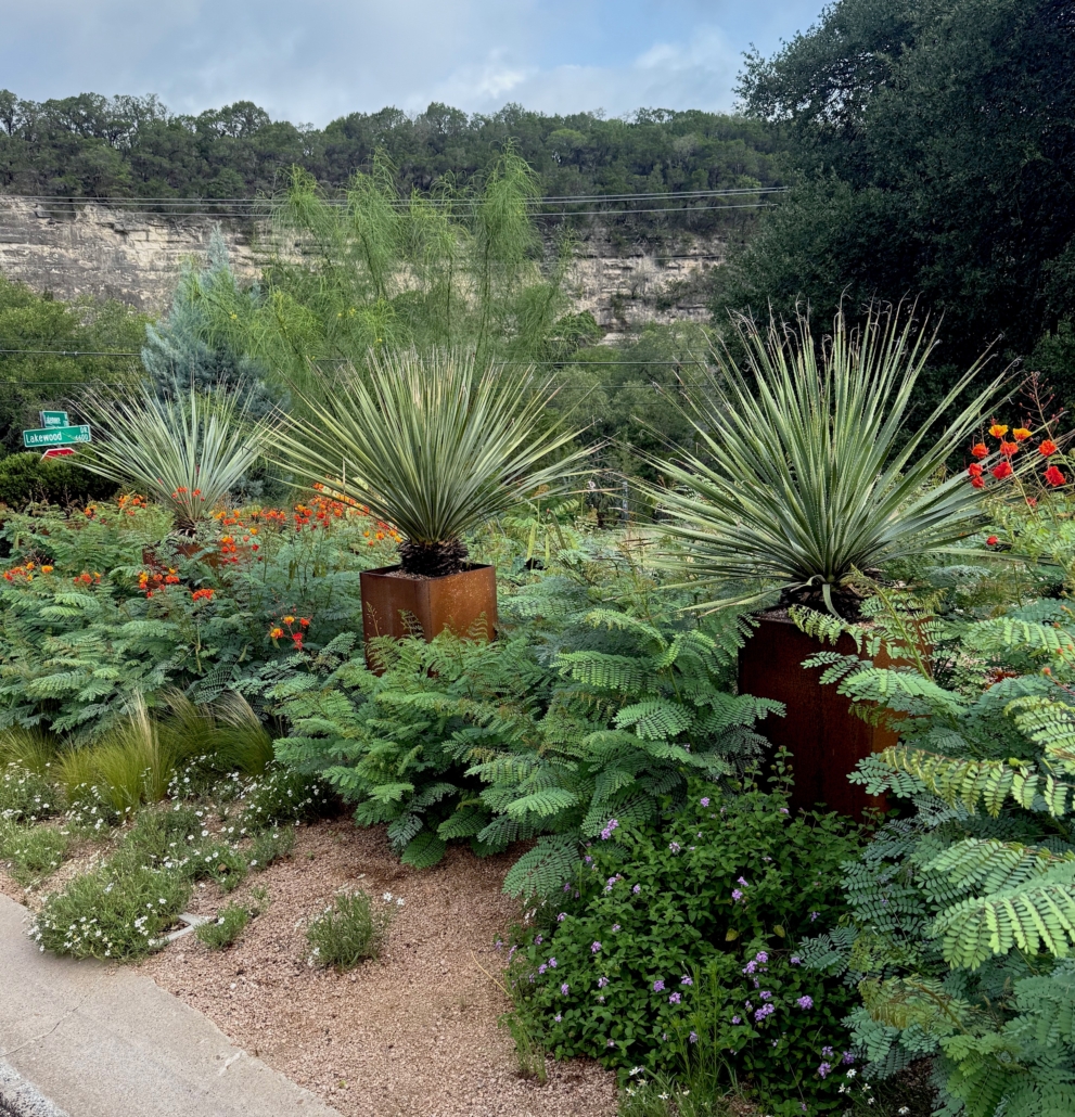 Xeriscape front yard with shrubs and succulents
