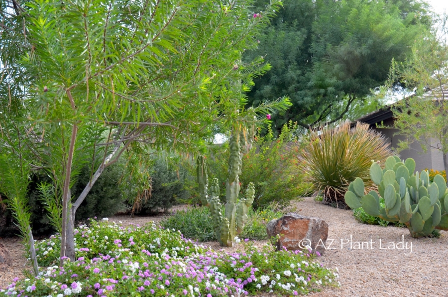 front yard xeriscape arizona trees groundcovers cacti