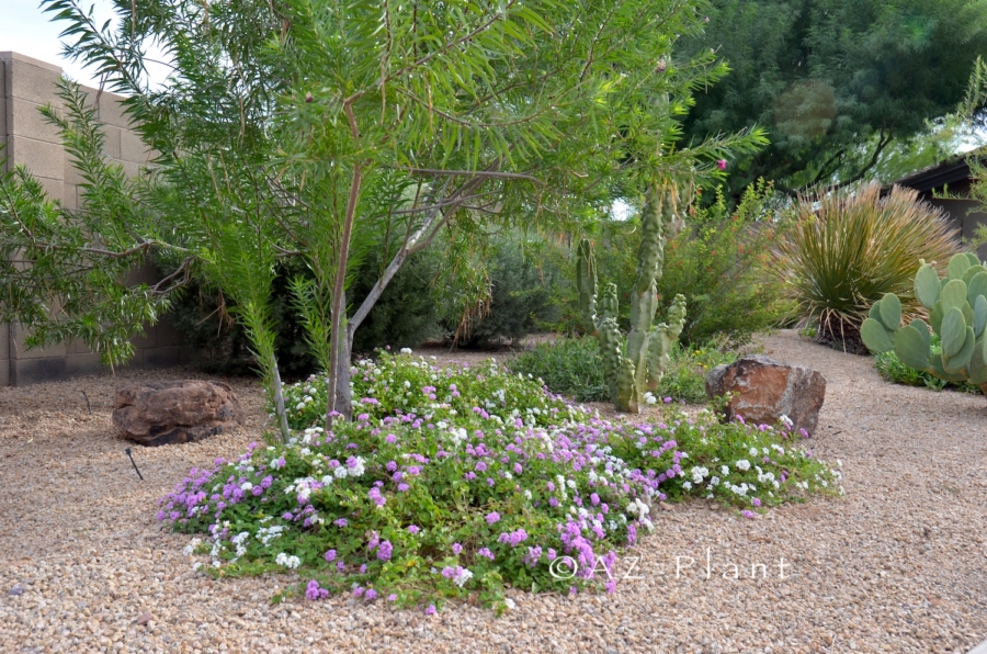 front yard xeriscape arizona trees groundcovers cacti