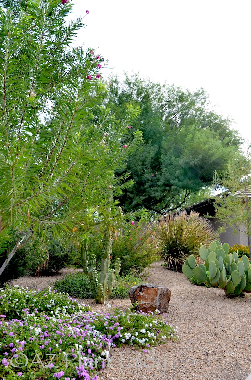 Front_Yard_Desert_Xeriscape