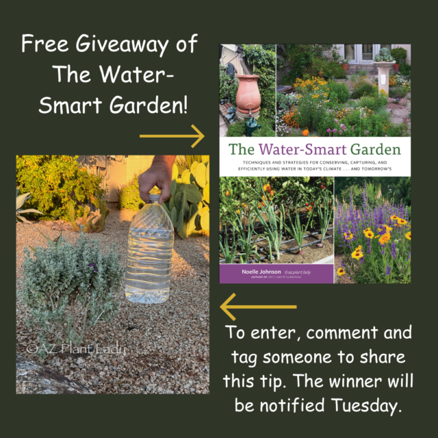 Low Budget Watering Tips: Save Money and Boost Garden Growth
